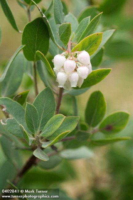 Arctostaphylos canescens
