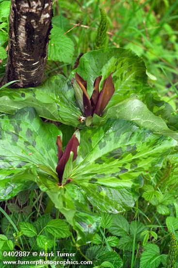 Trillium kurabayashii