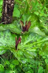 Trillium kurabayashii