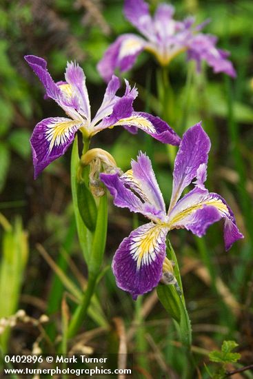 Iris douglasiana