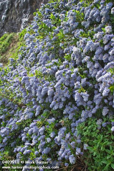 Ceanothus thyrsiflorus