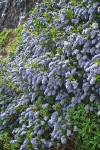 Ceanothus thyrsiflorus