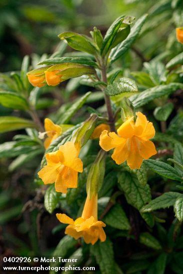 Mimulus aurantiacus