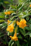 Mimulus aurantiacus