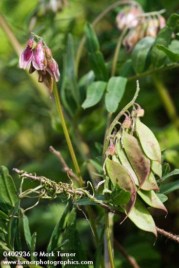 Vicia nigricans ssp. gigantea
