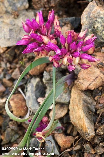 Allium siskiyouense
