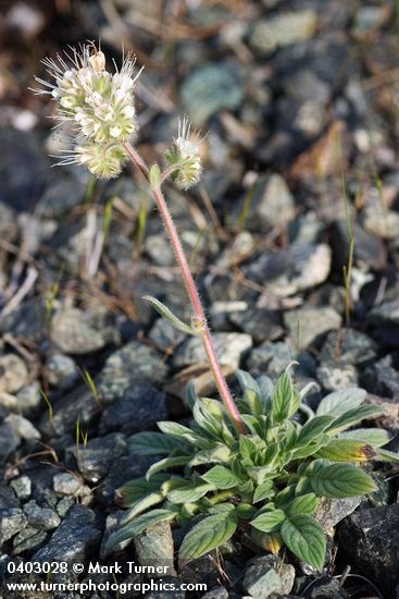 Phacelia corymbosa