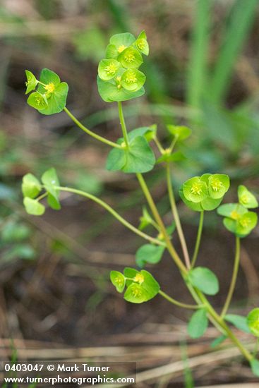 Euphorbia crenulata
