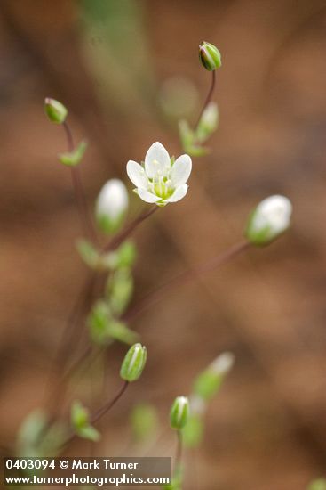 Arenaria serpyllifolia