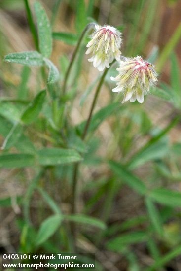 Trifolium howellii
