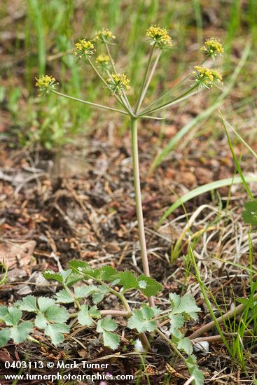 Lomatium howellii