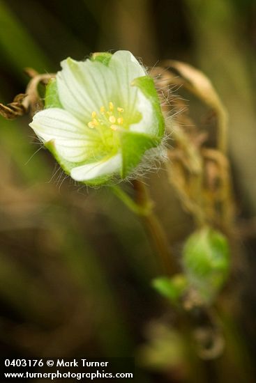 Limnanthes floccosa</em> ssp. <em>grandiflora