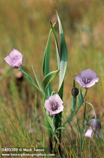 Calochortus tolmiei