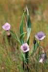 Calochortus tolmiei