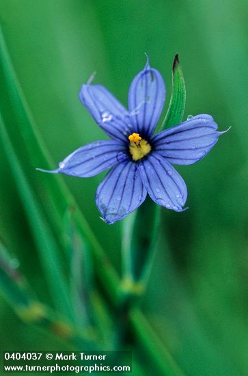 Sisyrinchium idahoense