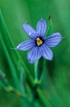 Sisyrinchium idahoense