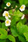 Fragaria vesca