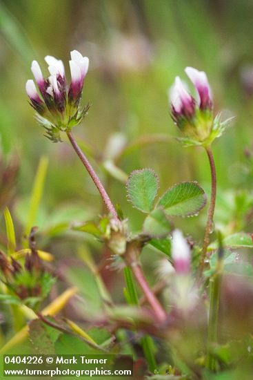 Trifolium microdon