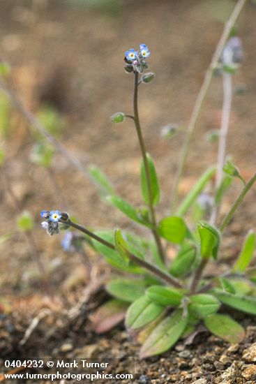 Myosotis laxa