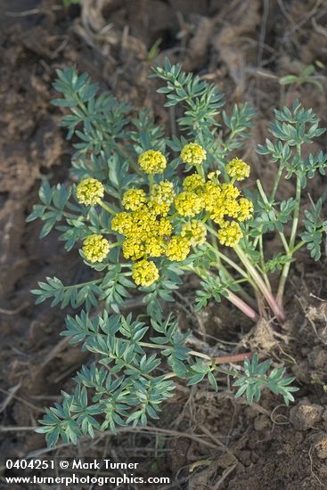 Lomatium cous