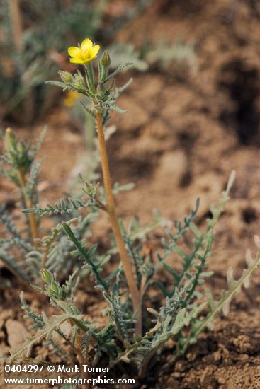 Mentzelia albicaulis