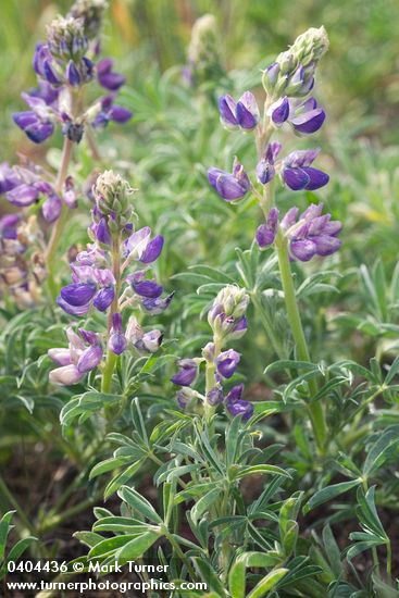 Lupinus littoralis