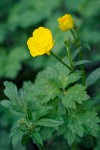 Ranunculus repens