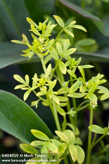 Floerkea proserpinacoides