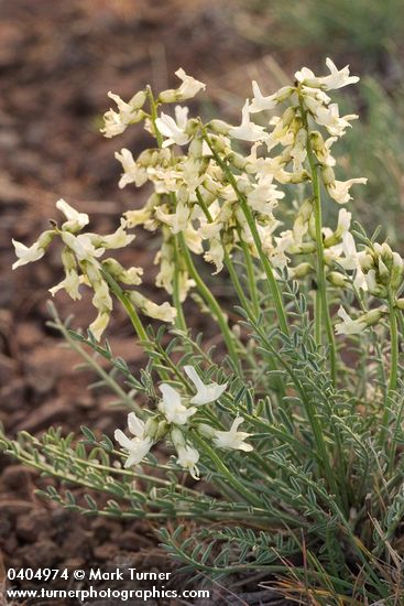 Astragalus reventiformis