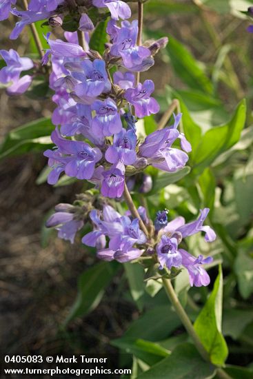 Penstemon glandulosus