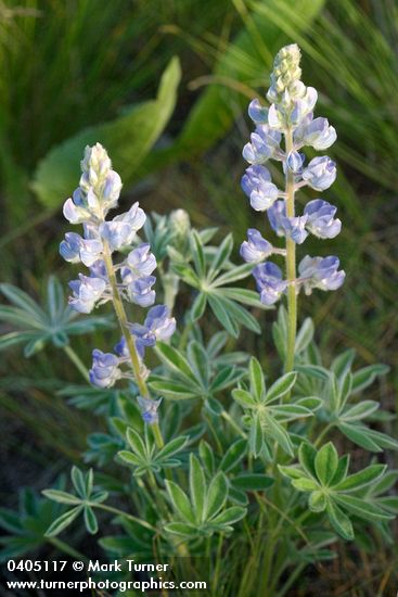 Lupinus argenteus