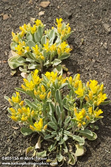 Lesquerella occidentalis