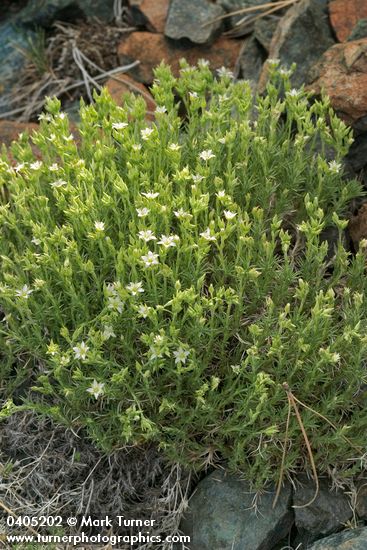 Minuartia nuttallii ssp. nuttallii (Arenaria nuttallii)