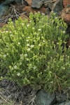 Nuttall's Sandwort on serpentine talus