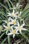 Leucocrinum montanum