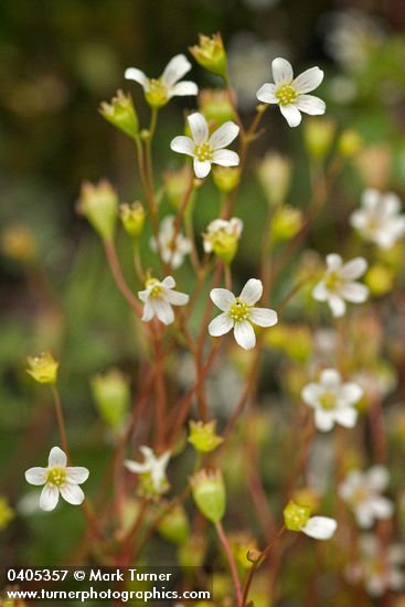 Saxifraga nuttallii