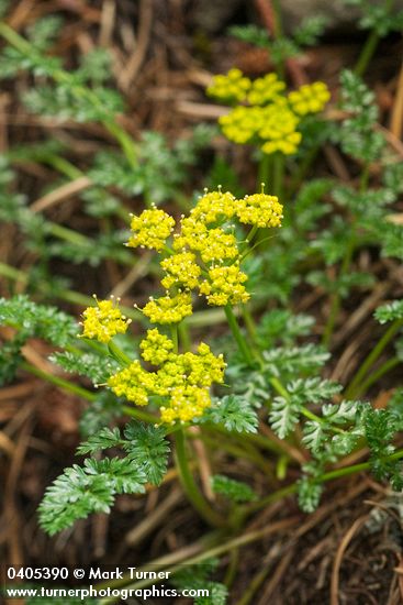 Lomatium hallii