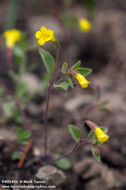 Mimulus pulsiferae