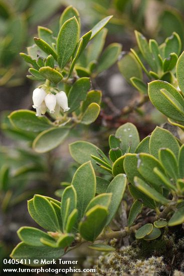 Arctostaphylos nevadensis