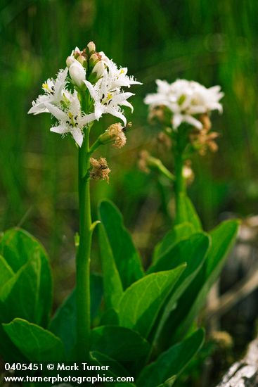 Menyanthes trifoliata