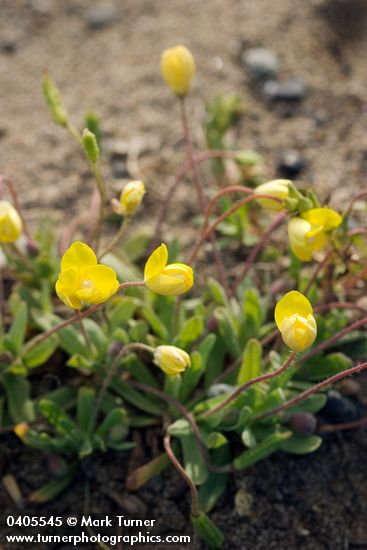Platystemon californicus