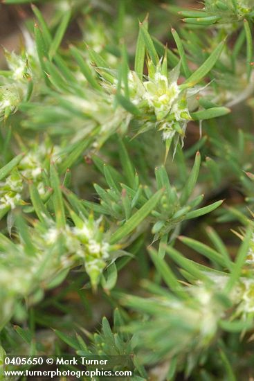 Cardionema ramosissimum