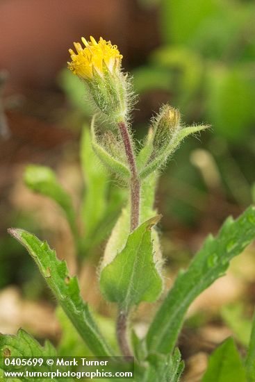 Arnica discoidea