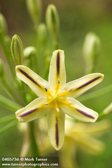 Triteleia ixioides