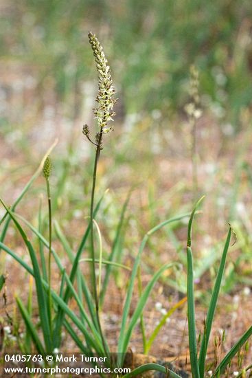 Hastingsia serpenticola