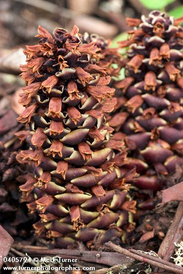 Boschniakia strobilacea