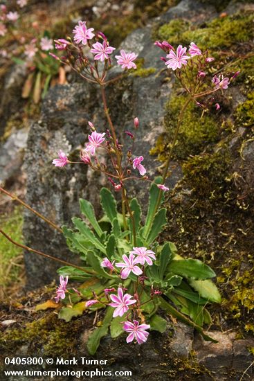 Lewisia cotyledon