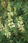 Lupinus albicaulis