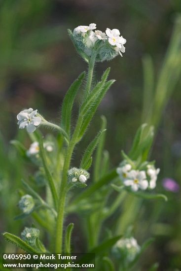 Cryptantha torreyana