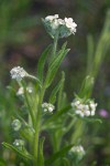 Torrey's Cryptantha